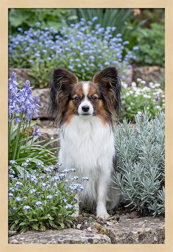 Papillon Surrounded By Blooms