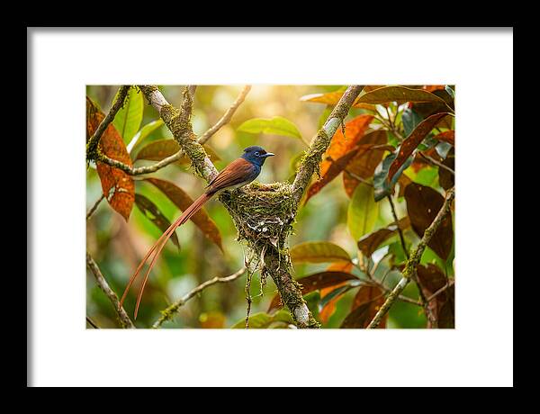 Paradise Flycatcher Perched Gracefully