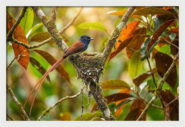 Paradise Flycatcher Perched Gracefully
