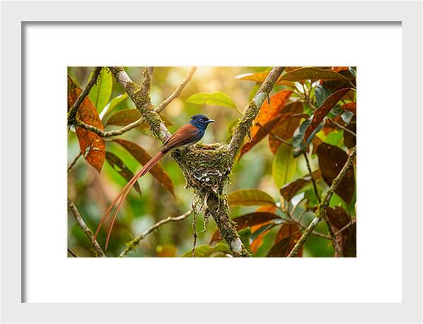 Paradise Flycatcher Perched Gracefully