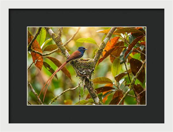 Paradise Flycatcher Perched Gracefully