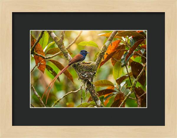 Paradise Flycatcher Perched Gracefully