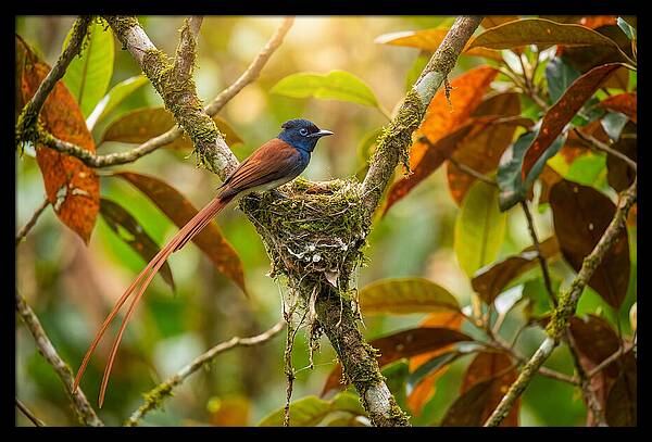 Paradise Flycatcher Perched Gracefully