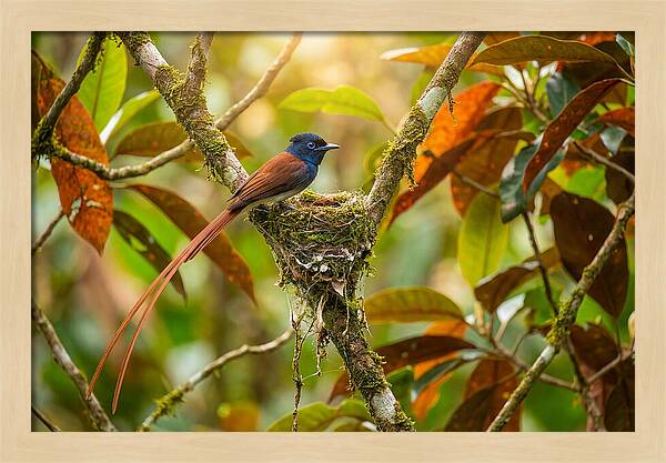 Paradise Flycatcher Perched Gracefully