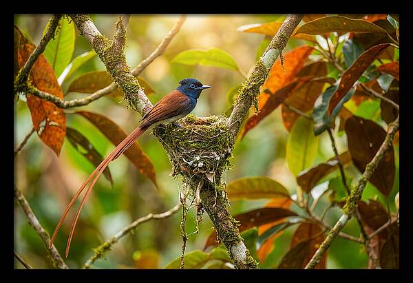Paradise Flycatcher Perched Gracefully