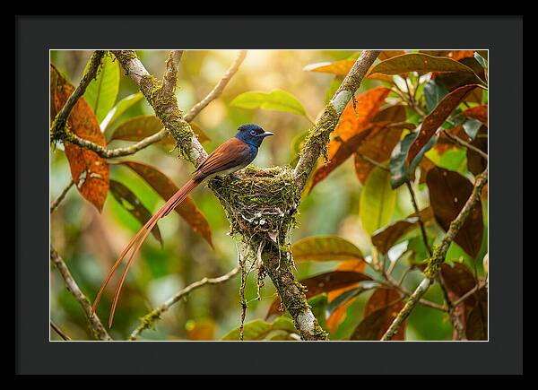 Paradise Flycatcher Perched Gracefully