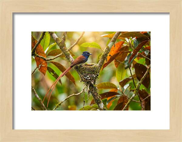 Paradise Flycatcher Perched Gracefully