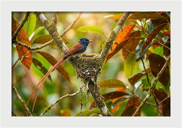 Paradise Flycatcher Perched Gracefully
