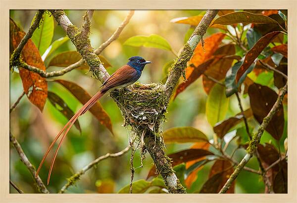 Paradise Flycatcher Perched Gracefully