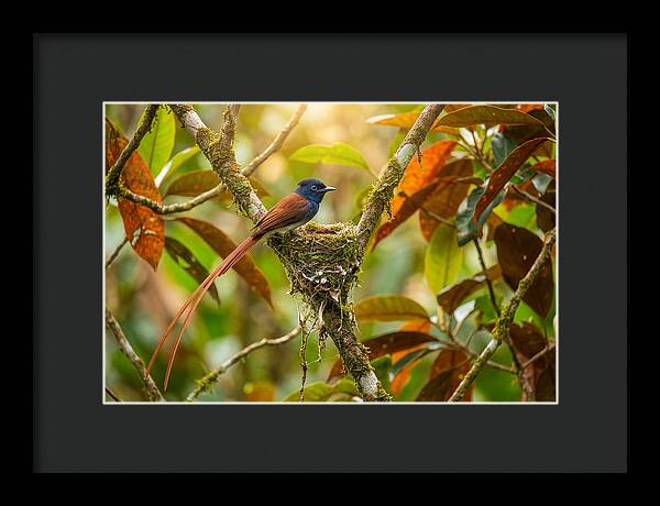 Paradise Flycatcher Perched Gracefully