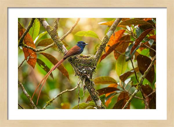 Paradise Flycatcher Perched Gracefully
