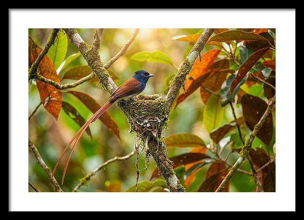 Paradise Flycatcher Perched Gracefully