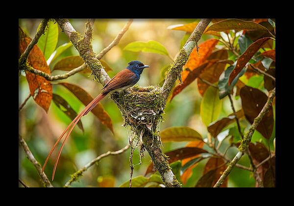 Paradise Flycatcher Perched Gracefully