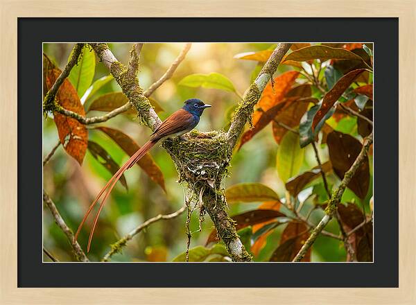 Paradise Flycatcher Perched Gracefully