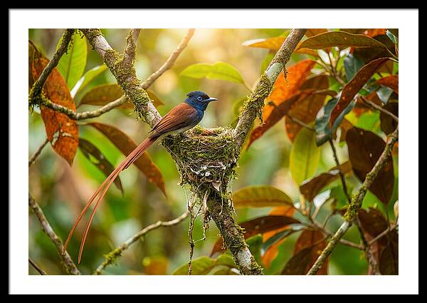 Paradise Flycatcher Perched Gracefully