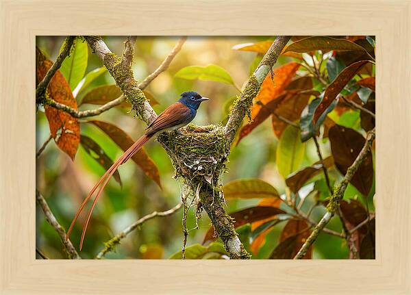 Paradise Flycatcher Perched Gracefully