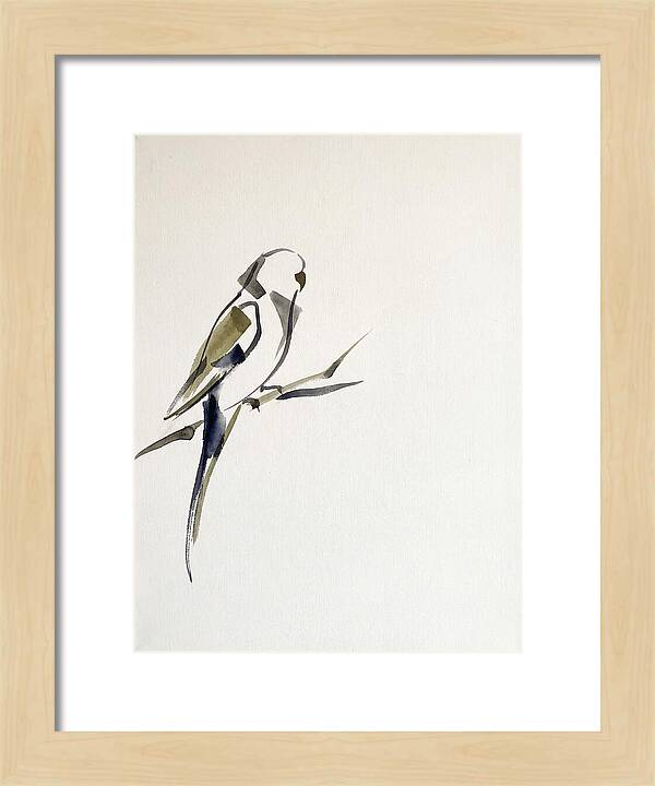 Parakeet Perched In Minimalism