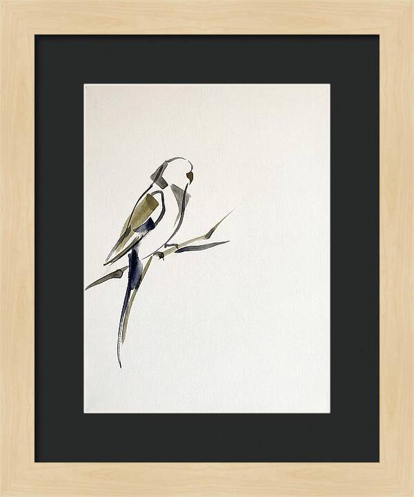 Parakeet Perched In Minimalism