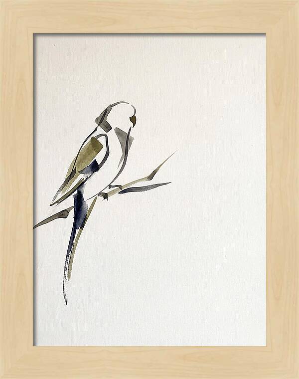 Parakeet Perched In Minimalism