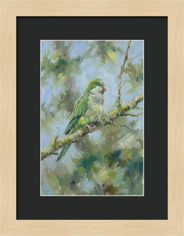 Parakeet Perched In Nature