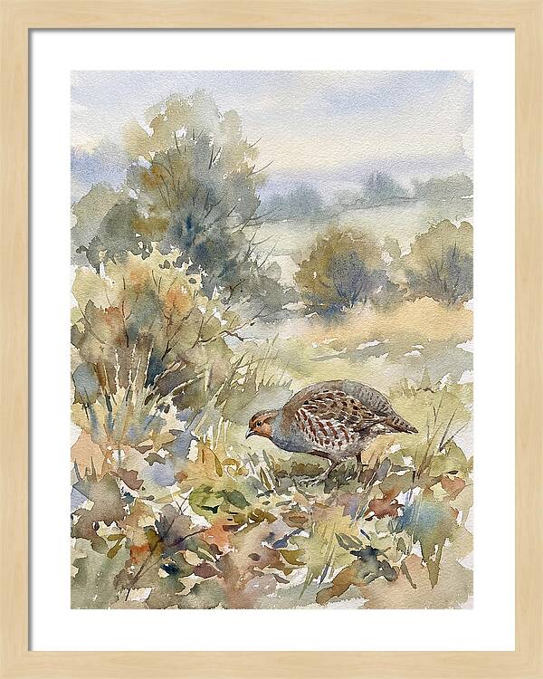 Partridge Among The Foliage