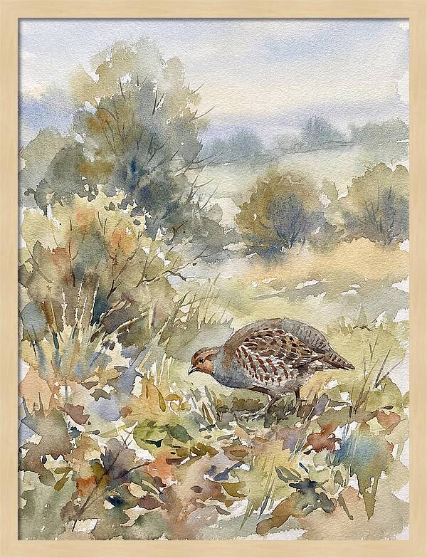Partridge Among The Foliage