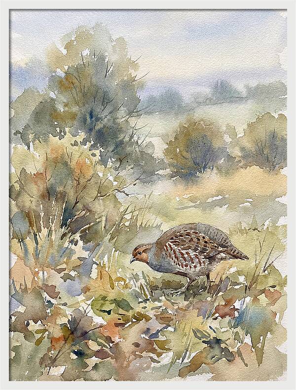 Partridge Among The Foliage
