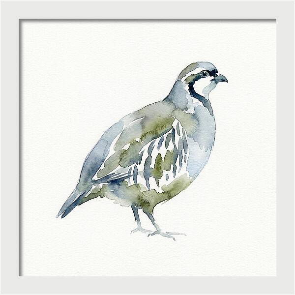 Partridge In Watercolor Style