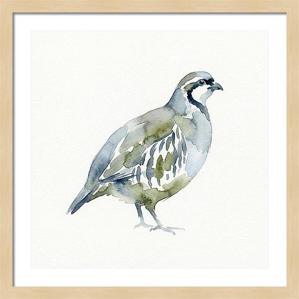 Partridge In Watercolor Style