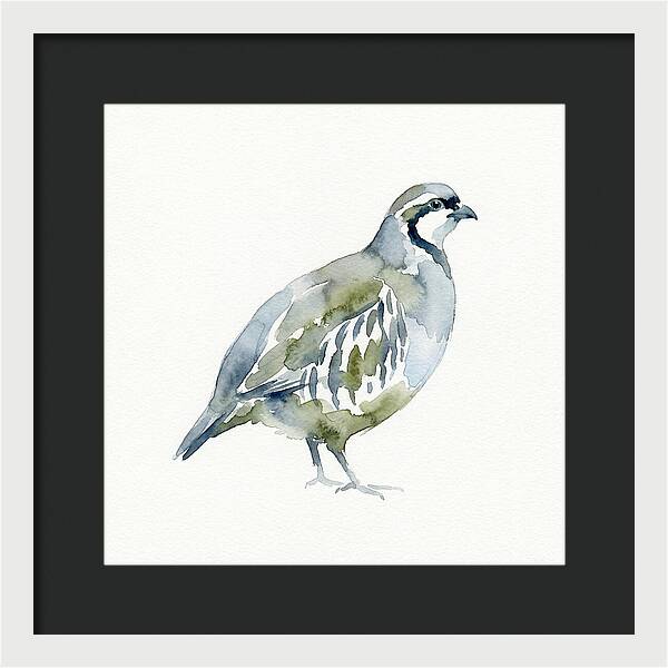 Partridge In Watercolor Style