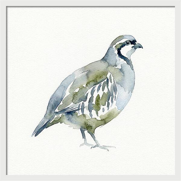 Partridge In Watercolor Style