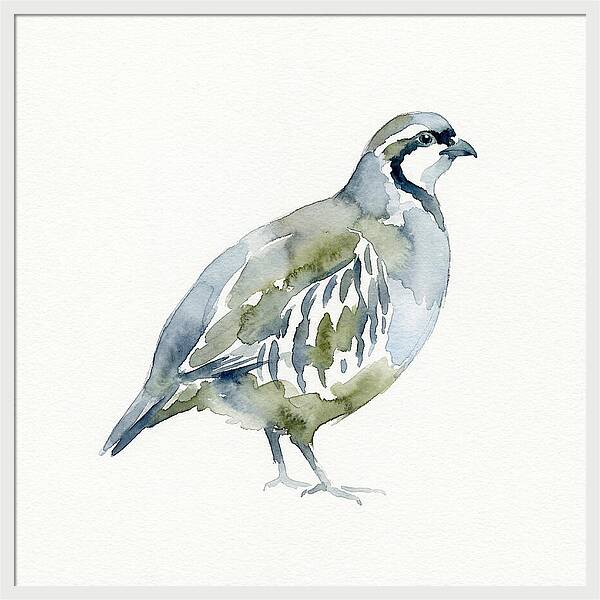 Partridge In Watercolor Style
