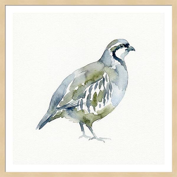 Partridge In Watercolor Style