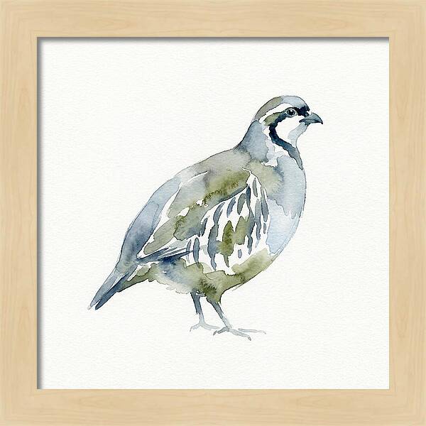 Partridge In Watercolor Style