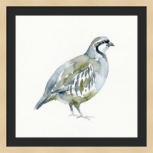 Partridge In Watercolor Style