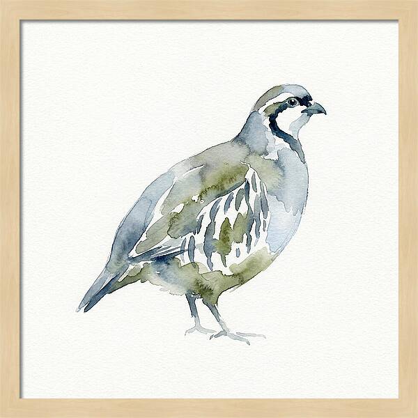Partridge In Watercolor Style