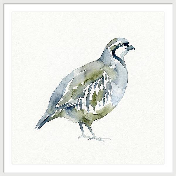 Partridge In Watercolor Style