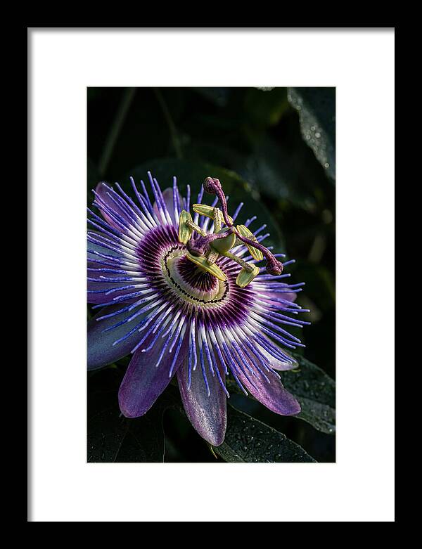 Passion Flower Beauty