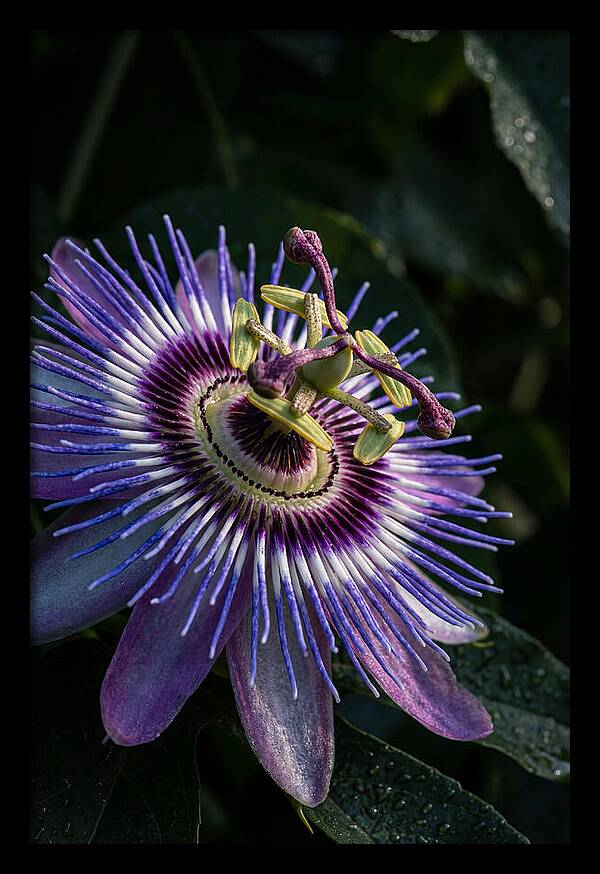 Passion Flower Beauty