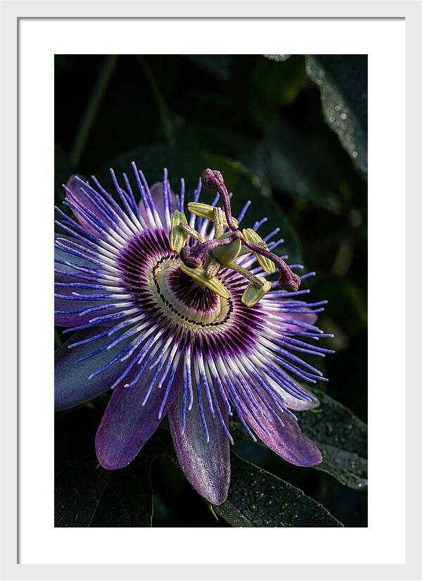 Passion Flower Beauty