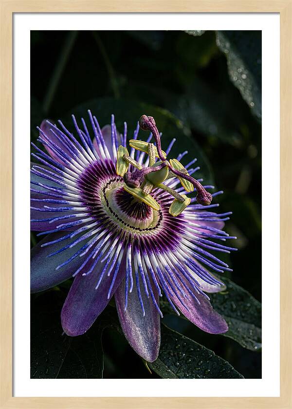 Passion Flower Beauty
