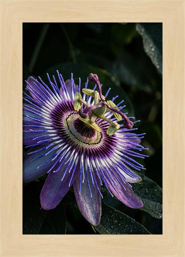 Passion Flower Beauty