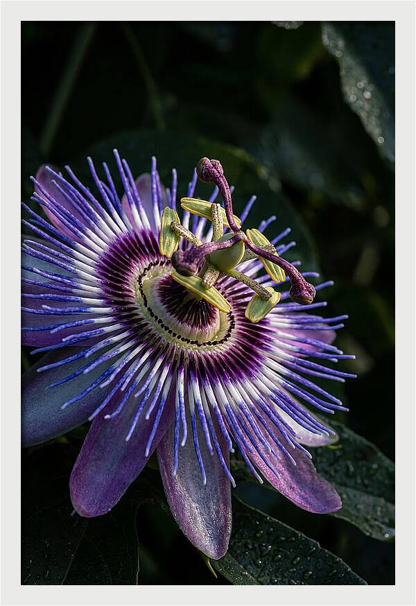 Passion Flower Beauty