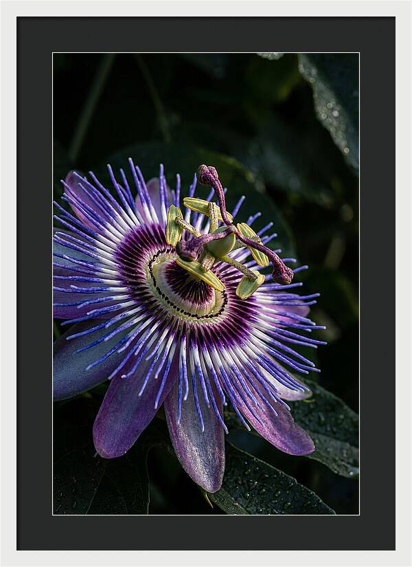 Passion Flower Beauty