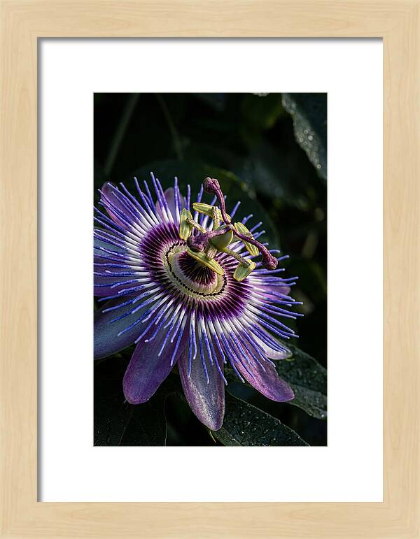 Passion Flower Beauty