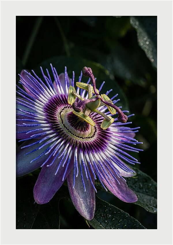 Passion Flower Beauty