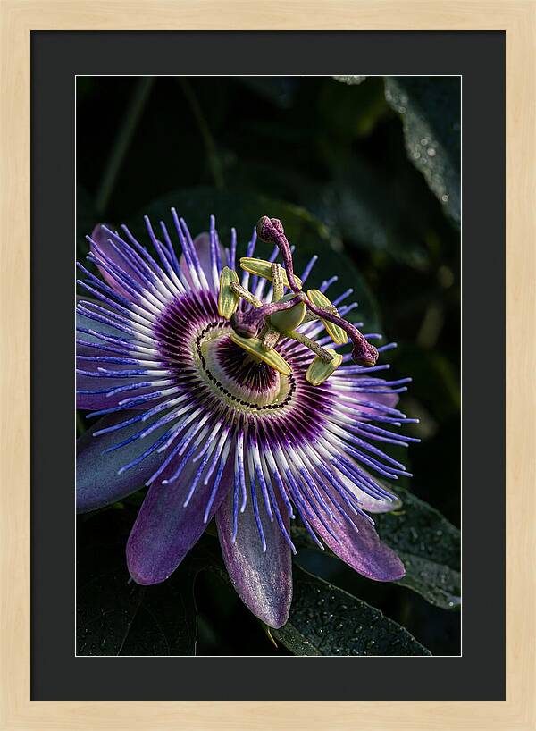 Passion Flower Beauty