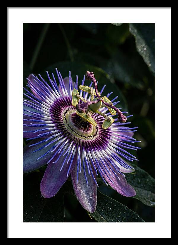 Passion Flower Beauty