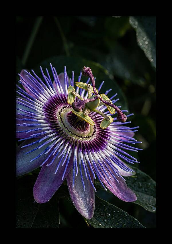 Passion Flower Beauty
