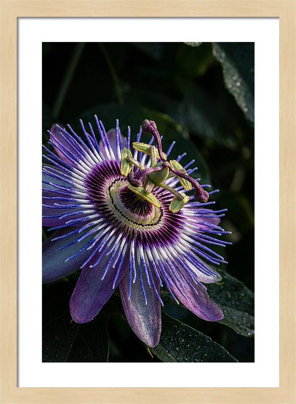 Passion Flower Beauty